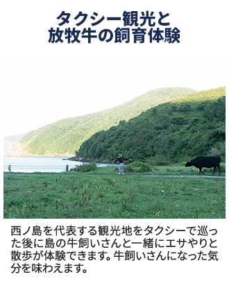 タクシー観光と放牧牛の飼育体験