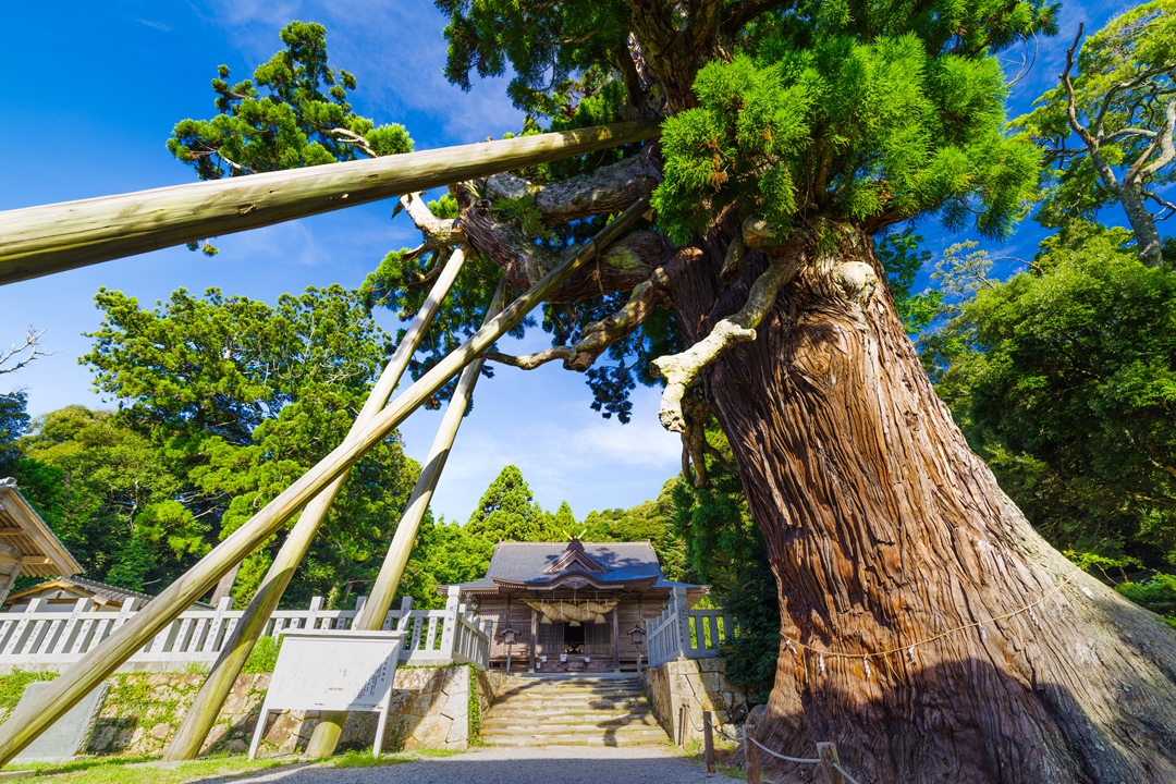 【春】の自然でリフレッシュ | 隠岐4島の絶景・自然めぐり（伊丹空港から往復飛行機）