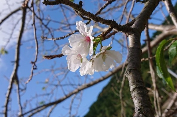 【ご島地グルメ】隠岐の島町（西郷）の喫茶店ランチ！