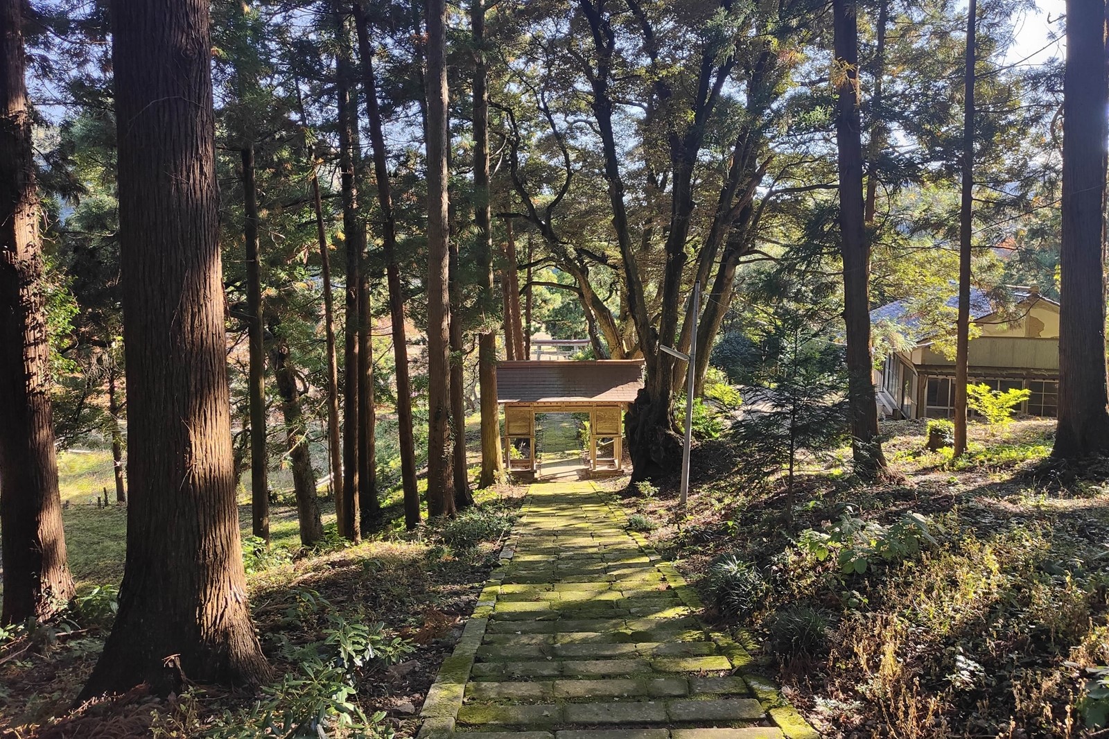 【新品/未使用保管品】肥松(島根県隠岐の島産·自生天然木)　長盆 ぶらり隠岐の島。都万エリアに佇む天健金草神社を訪ねてみた | コラム