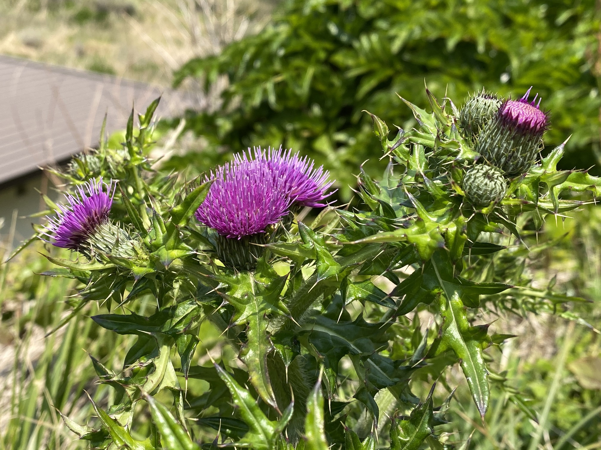 2. Seasonal Flowers