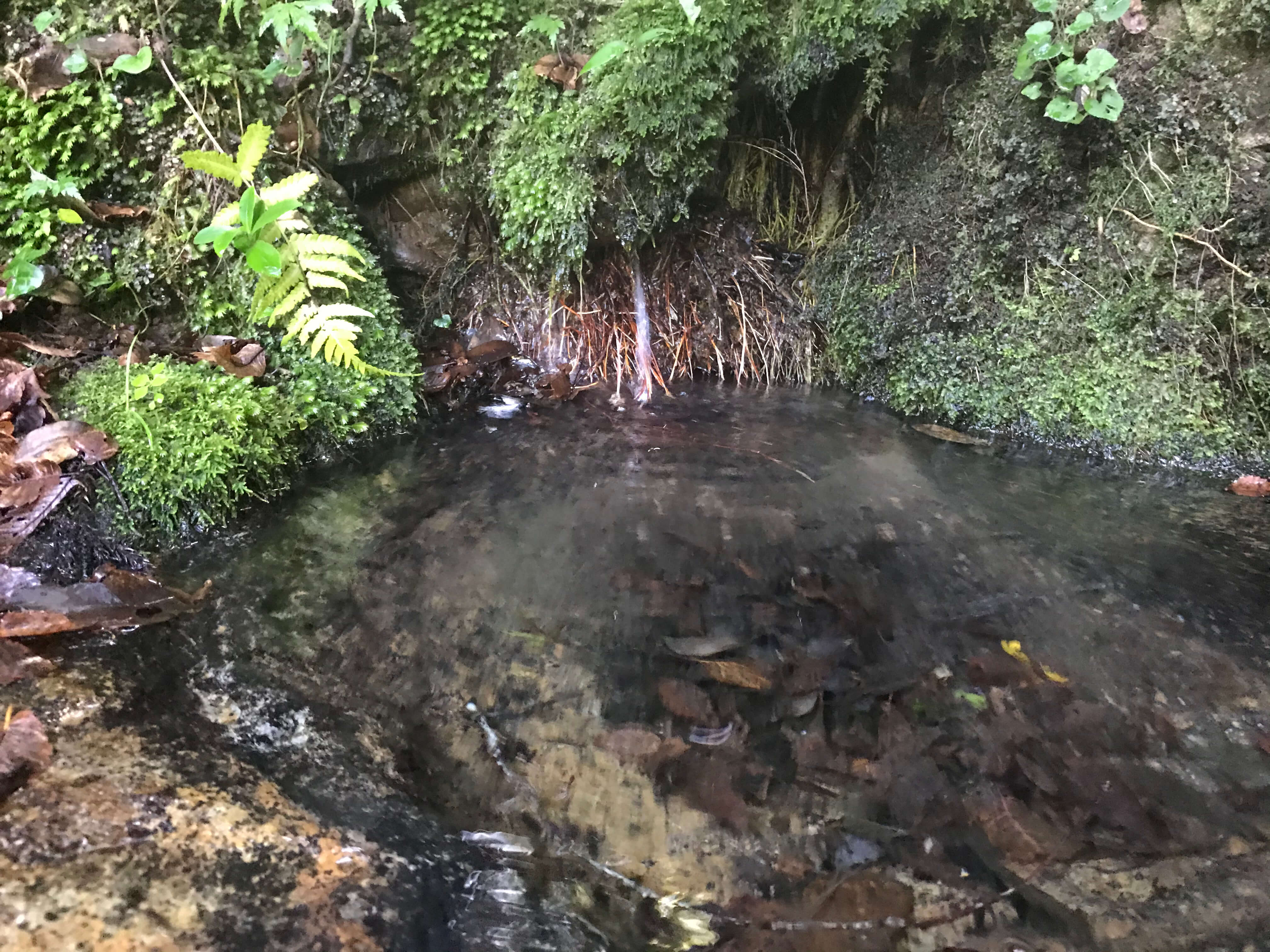 海士町の溶岩大地を一望できる「金光寺山」