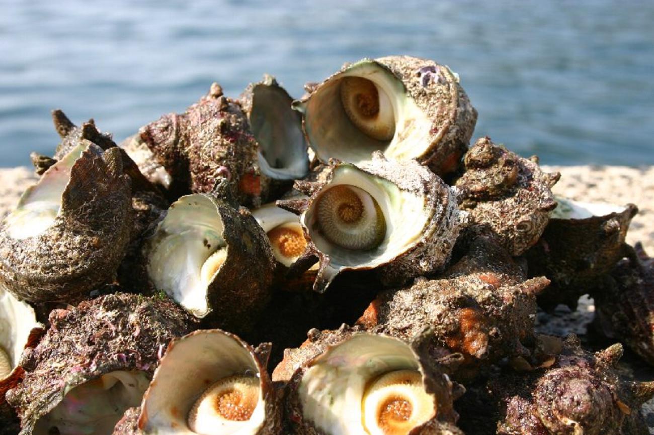 Seasonal Food: Turban Shells (sazae)