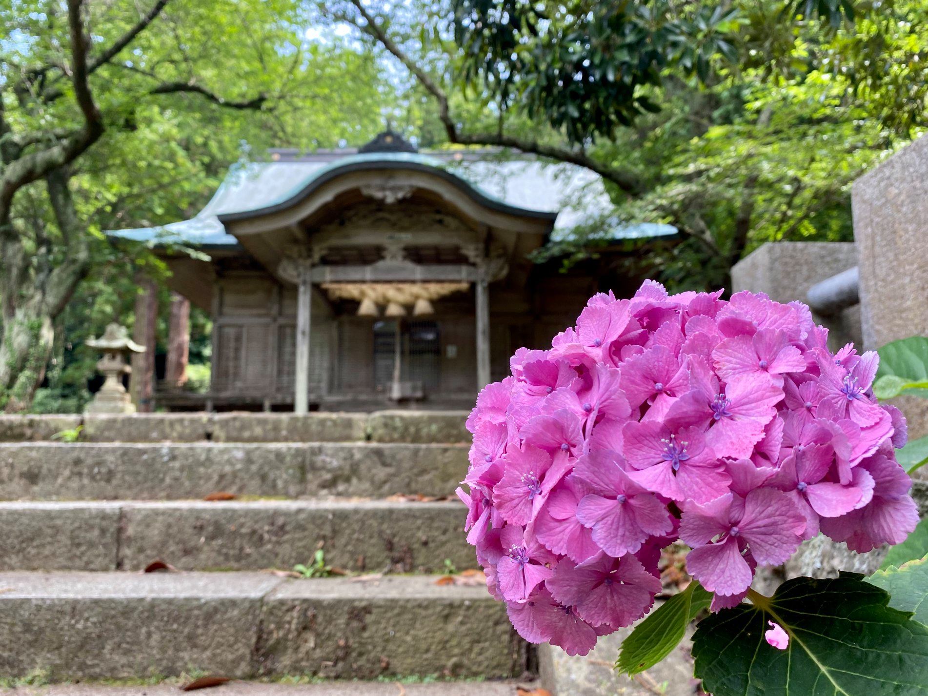 Seasonal Flowers: Hydrangea