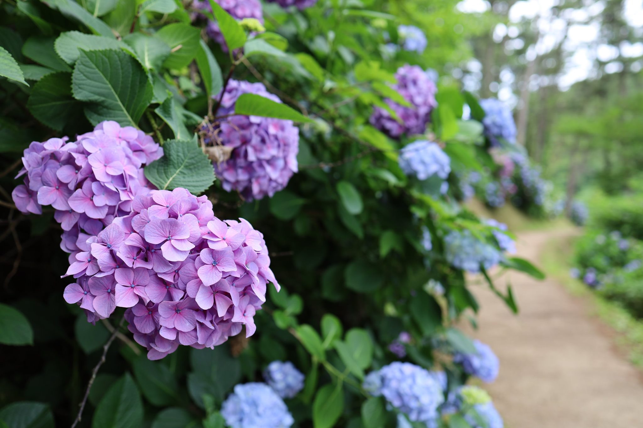 Seasonal Flowers: Hydrangea