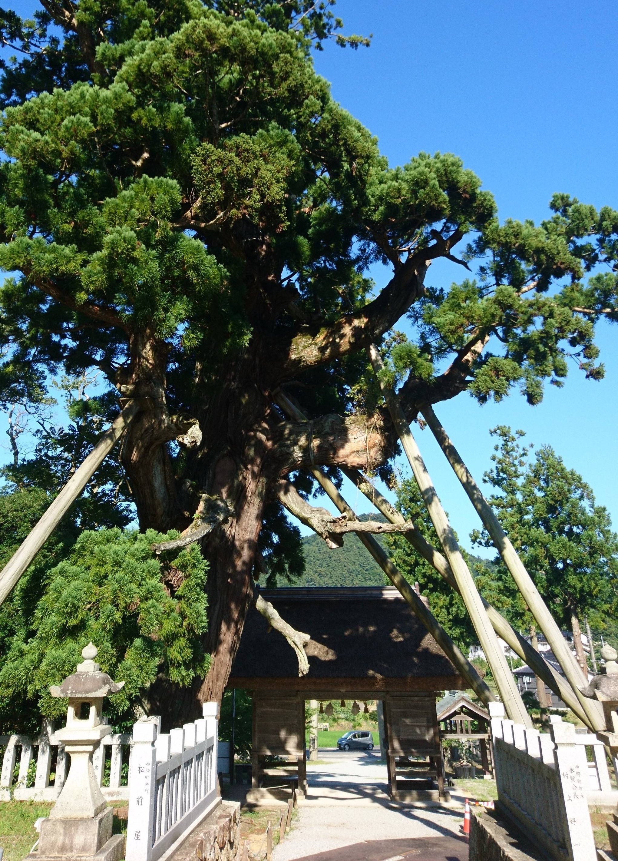 Yao-sugi Japanese Cedar Tree at Tamawakasu-mikoto Shrine