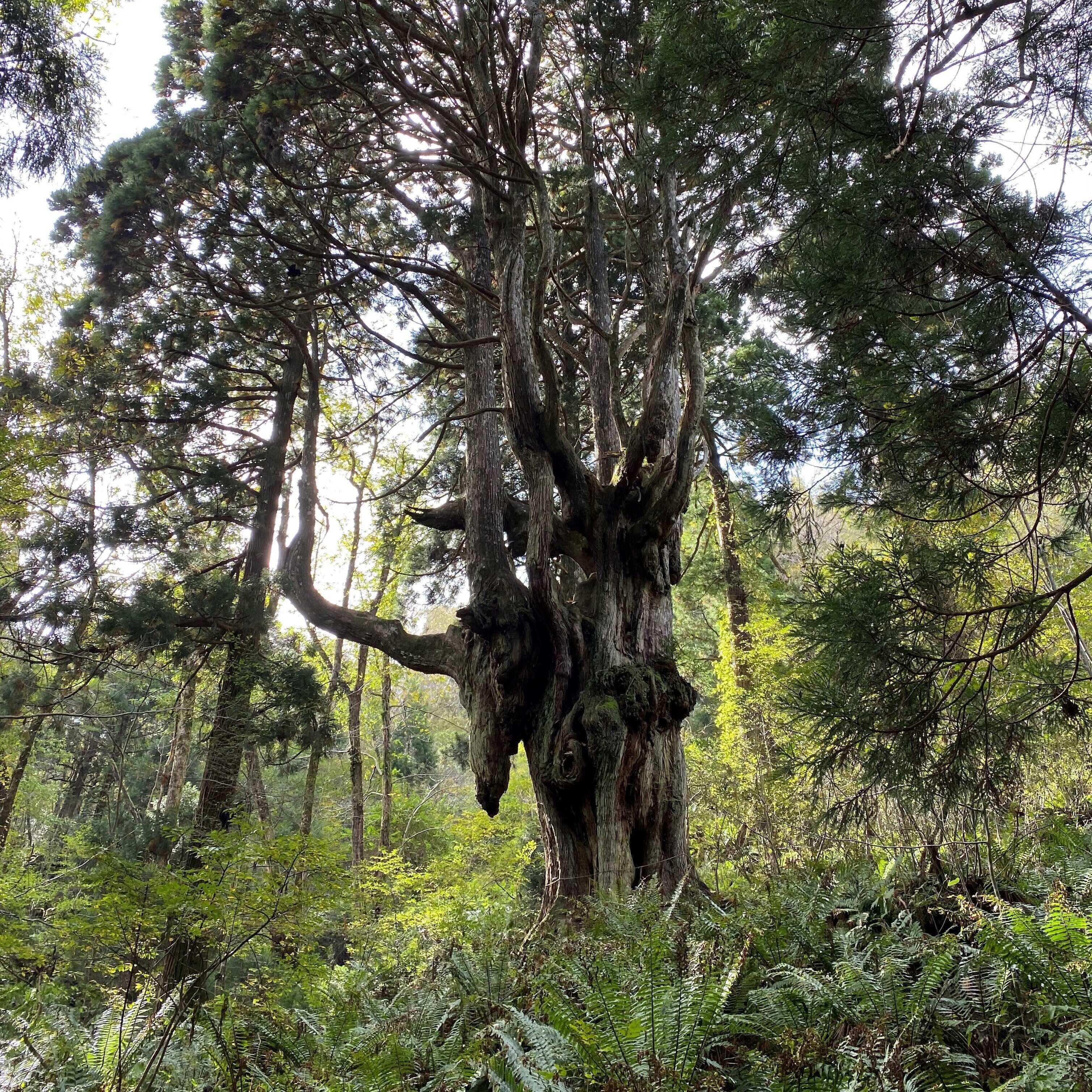 Chichi-sugi Japanese Cedar, Okinoshima Town