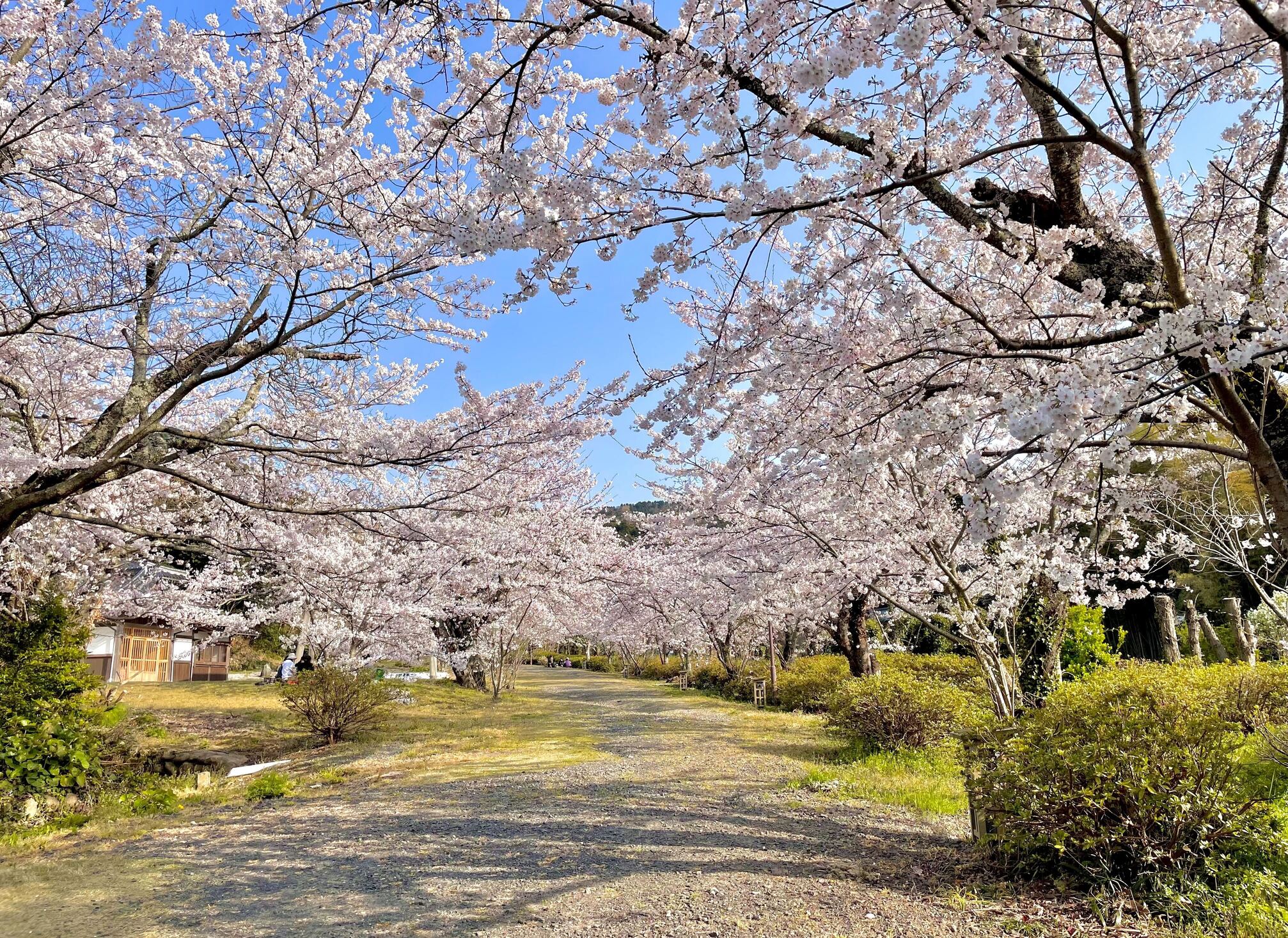 Oki Shrine, Ama Town