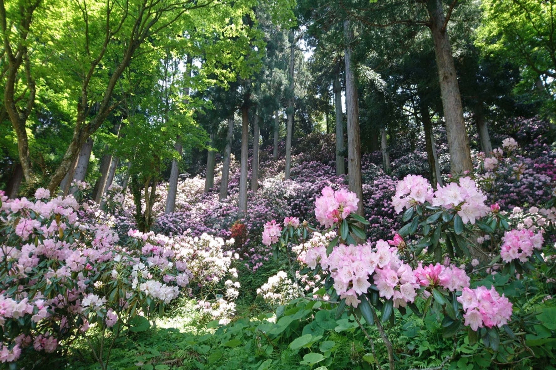 Murakami-ke Oki Rhododendron Park, Okinoshima Town