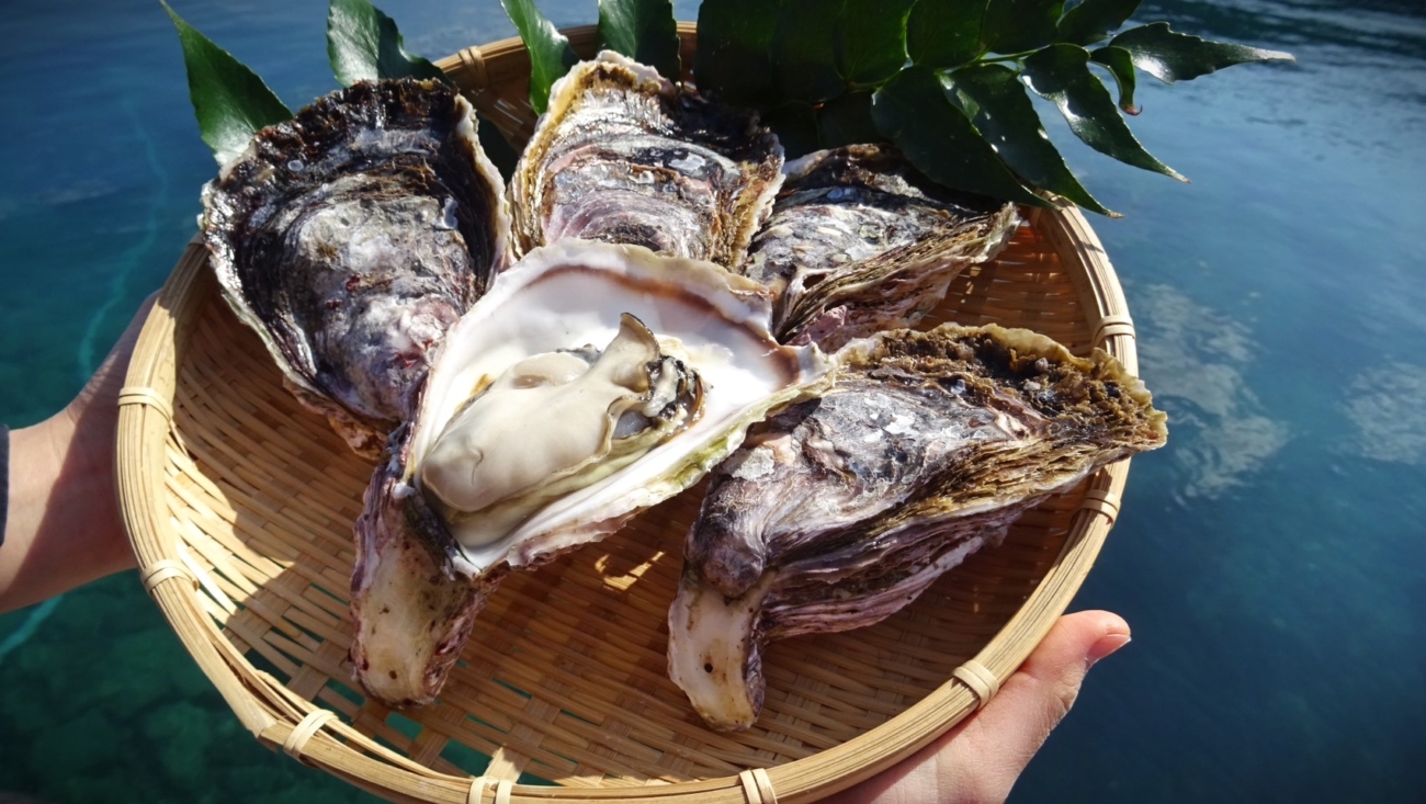 春の海の恵み！隠岐の『岩牡蠣』はココで召し上がれ！【島前（海士/西ノ島/知夫）編】