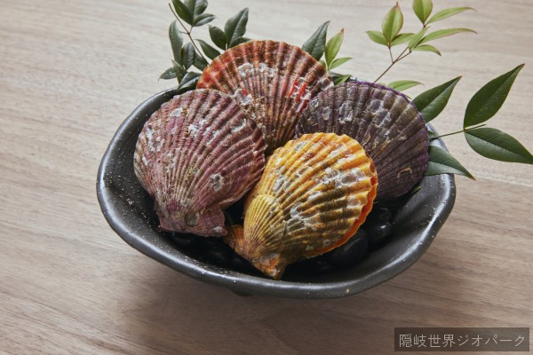 ヒオウギ貝